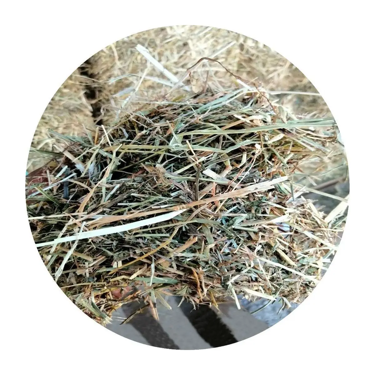 Close-up of Italian alfalfa and rye grass hay mix