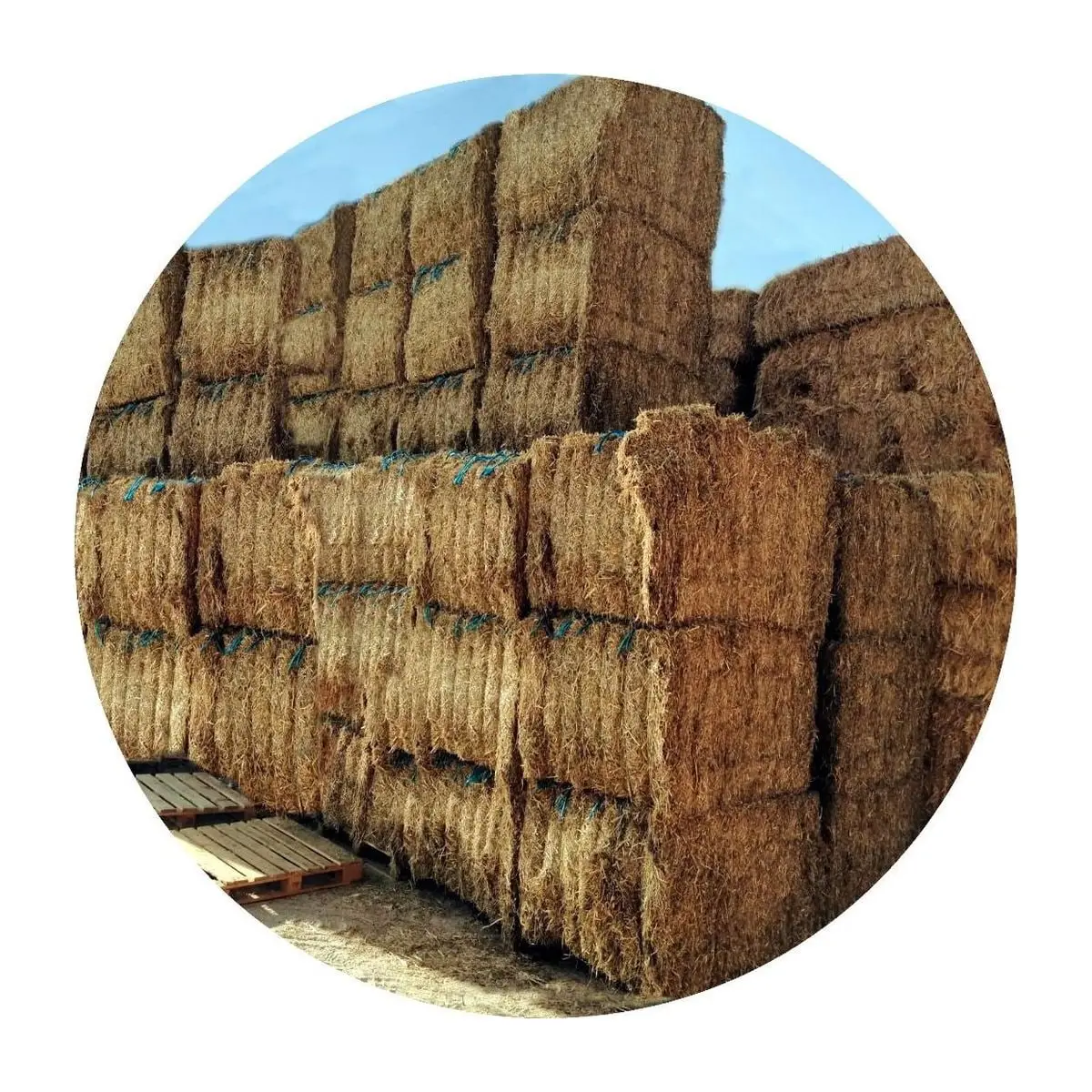 Stacked 500 kg bales of Italian alfalfa and rye grass hay