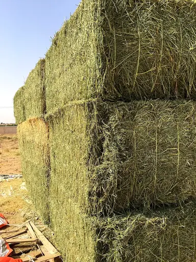 Stack of large alfalfa hay bales outdoors