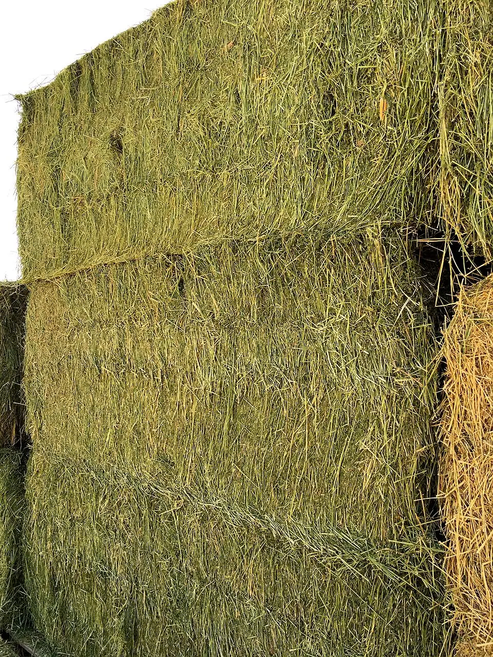 Big alfalfa hay bales, side view