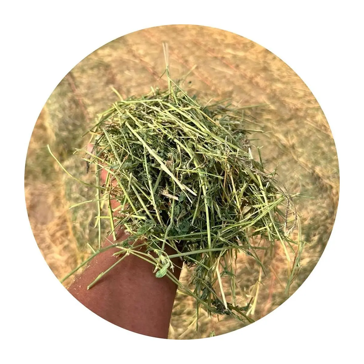 Natural Egyptian alfalfa mixed with grasses, held in hand