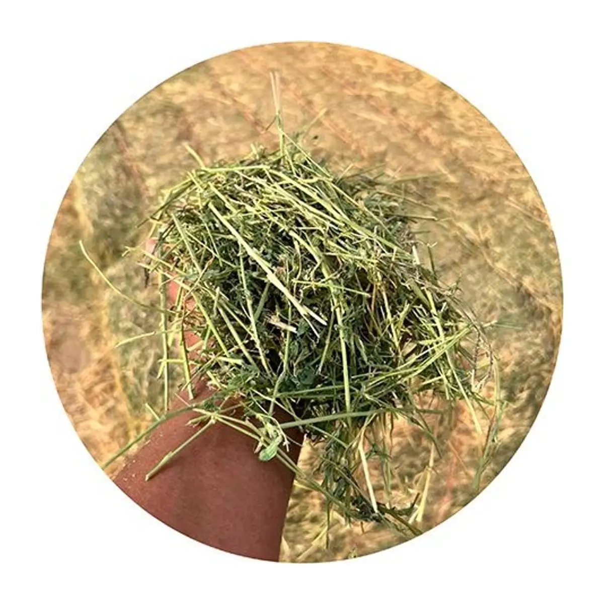 Close-up of Egyptian alfalfa and grass hay