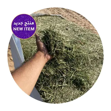 Premium dehydrated alfalfa from Greece held in hand