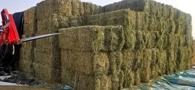 Rhodes grass hay bales loaded on a trailer