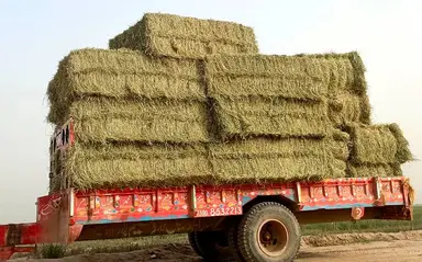 Stacks of Rhodes grass hay bales at a farm