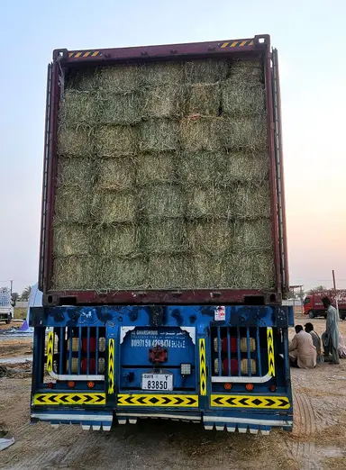 Container truck loaded with Rhodes grass hay bales