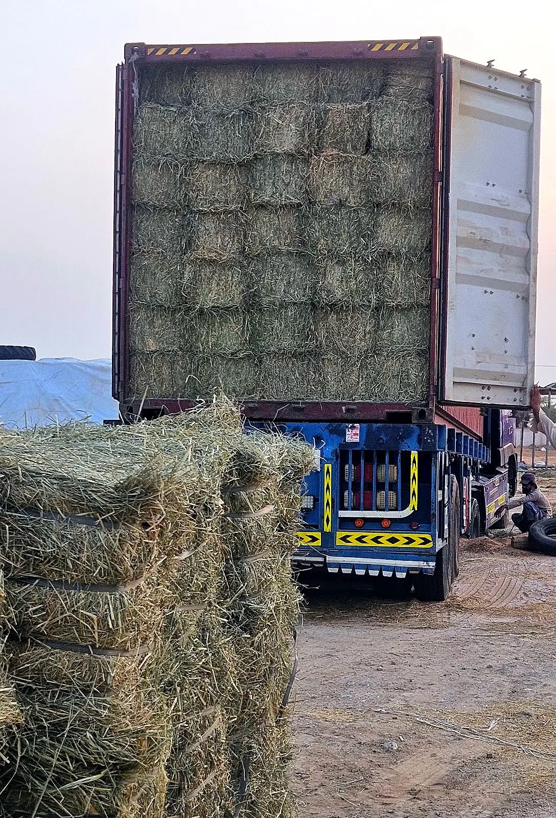Rhodes grass hay bales unloaded from a container truck