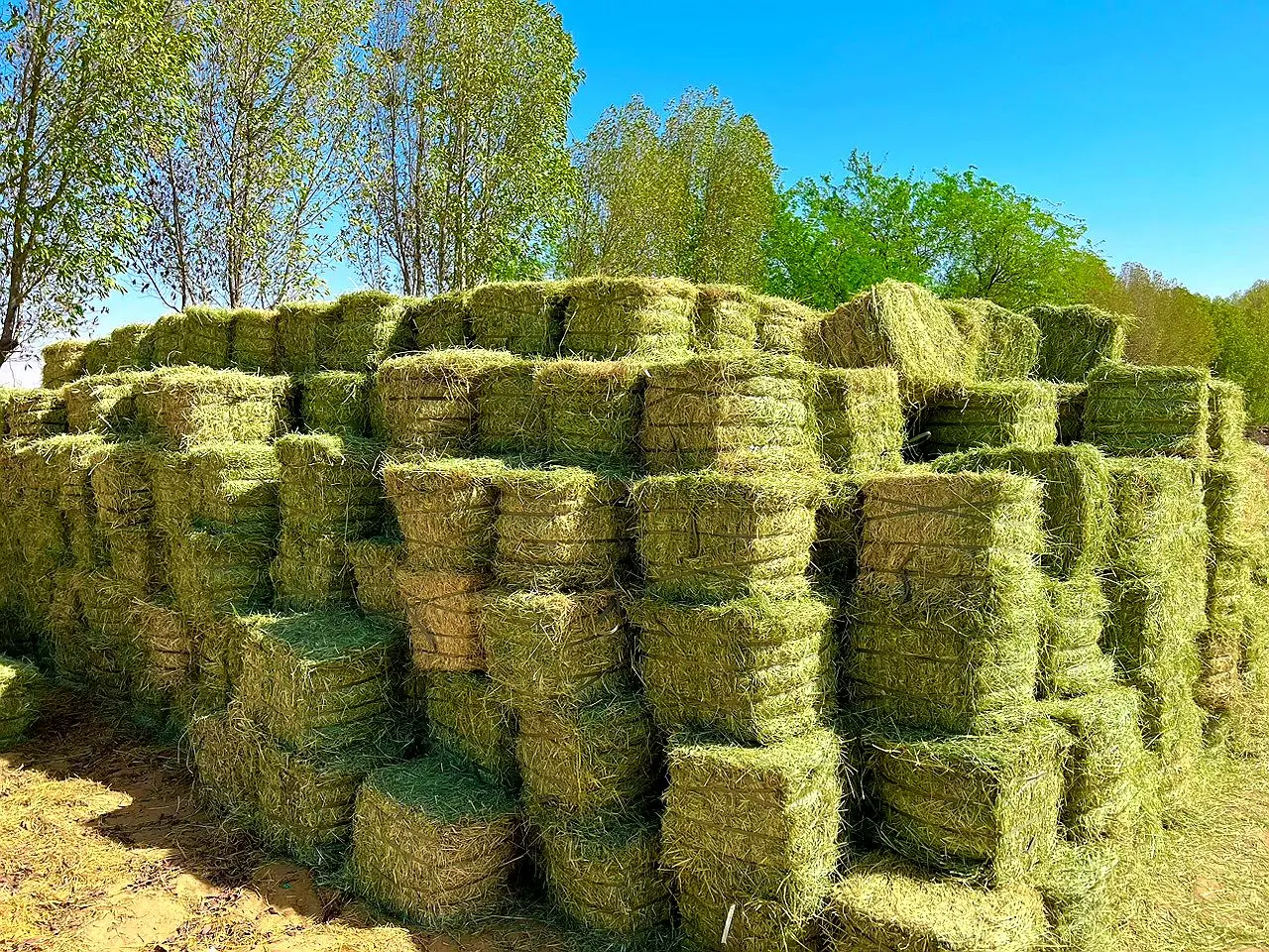 Small Rhodes grass hay bales stacked outdoors