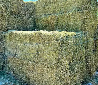 Large Rhodes grass hay bales stacked