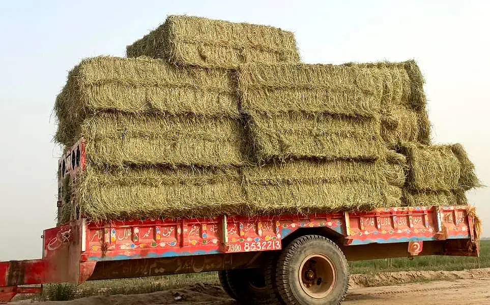 Stacks of Rhodes grass hay bales at a farm