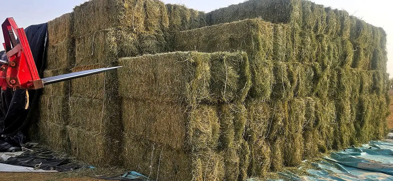 Rhodes grass hay bales loaded on a trailer