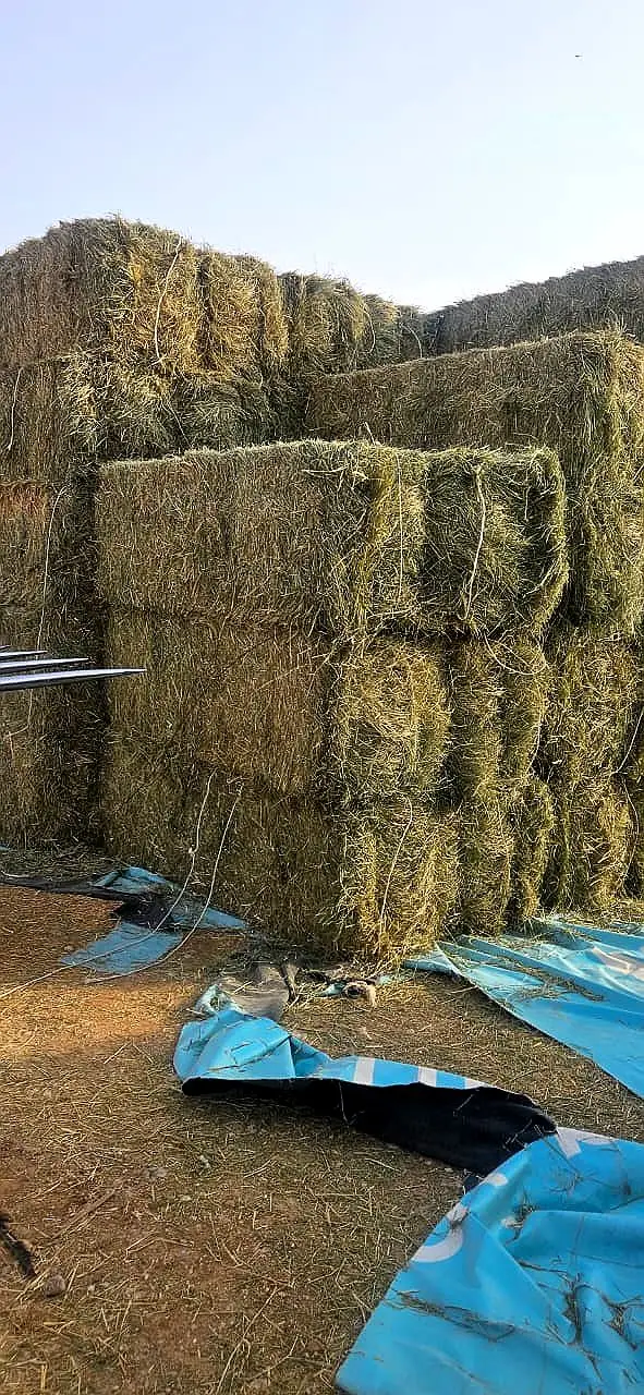 Stacks of Rhodes grass hay bales