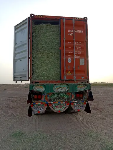 Container of Pakistani Rhodes grass hay on a truck