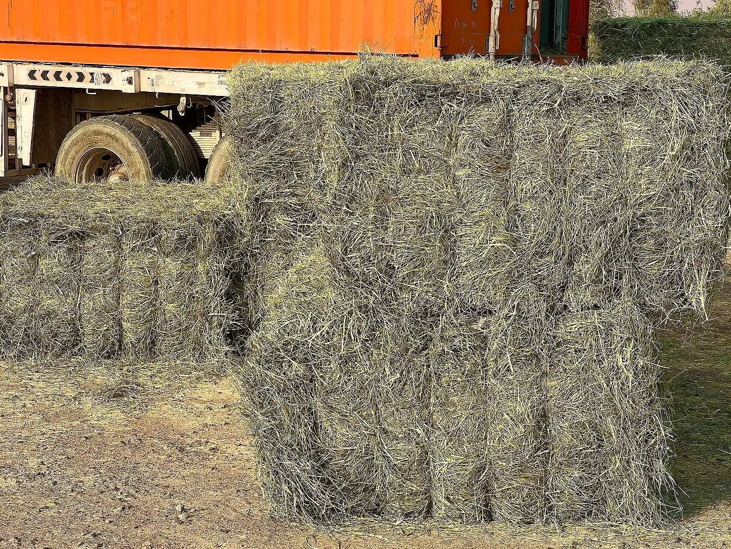 400 kg Rhodes grass hay bales from Pakistan