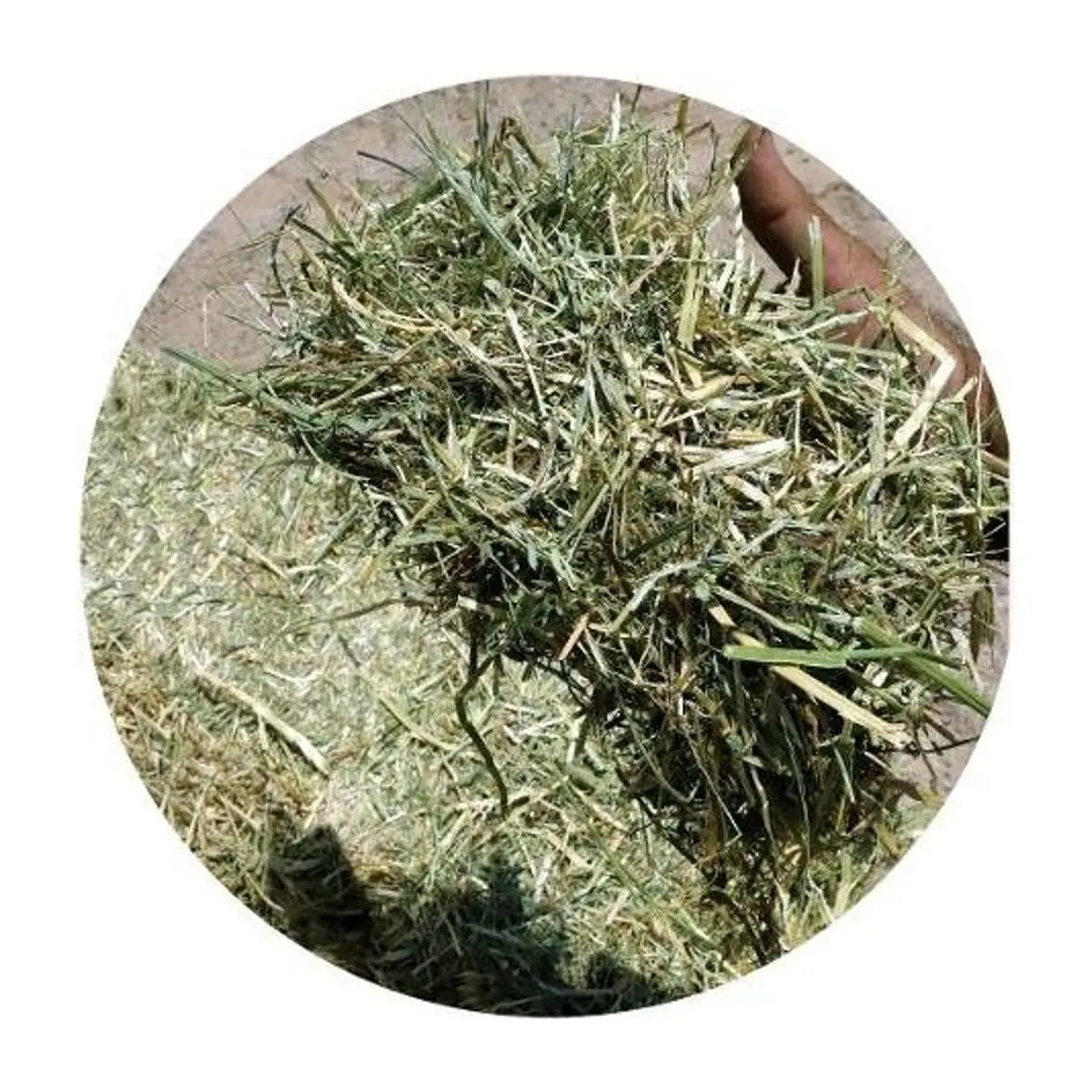 Italian rye grass hay held in hand